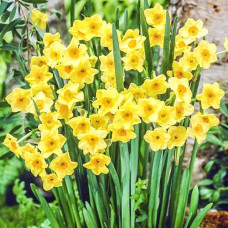 Нарцисс мини Голден Доун 3шт. в упаковке