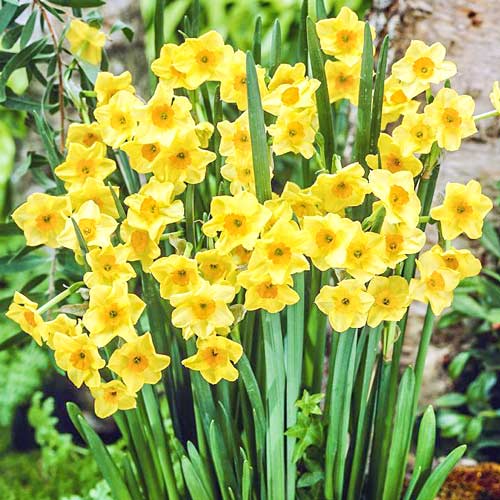 Нарцисс мини Голден Доун 3шт. в упаковке Нарцисс мини Голден Доун 3шт. в упаковке