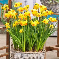 Нарцисс мини Гранд Солейль д'Ор 3шт. в упаковке