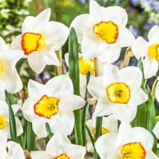 Нарцисс мелкокорончатый Гуз Грин 3шт. в упаковке