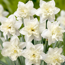 Нарцисс сплит-корона Колбланк 3шт. в упаковке