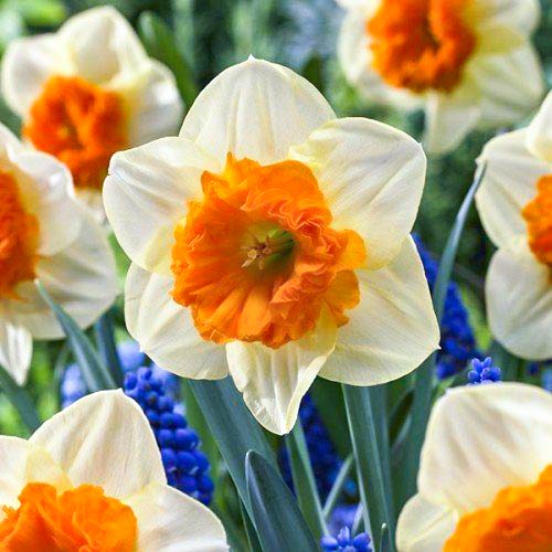 Нарцисс крупнокорончатый Балли 3шт. в упаковке Нарцисс крупнокорончатый Балли 3шт. в упаковке