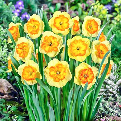 Нарцисс крупноцветковый Берлин 3шт. в упаковке Нарцисс крупноцветковый Берлин 3шт. в упаковке