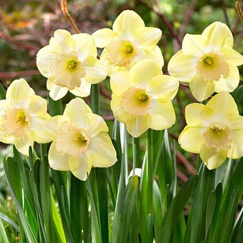 Нарцисс крупноцветковый Модуляция 3шт. в упаковке Нарцисс крупноцветковый Модуляция 3шт. в упаковке