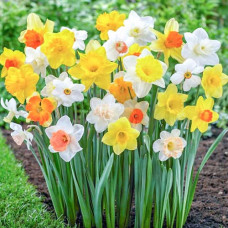 Нарцисс крупнокорончатый, микс 3шт. в упаковке