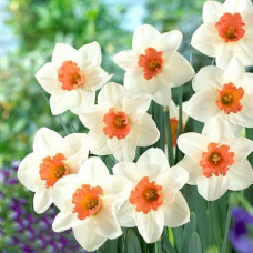 Нарцисс крупнокорончатый Кул Флейм 3шт. в упаковке