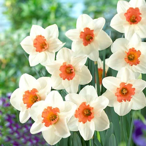 Нарцисс крупнокорончатый Кул Флейм 3шт. в упаковке Нарцисс крупнокорончатый Кул Флейм 3шт. в упаковке