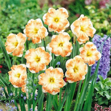 Нарцисс сплит-корона Кум Лауд 3шт. в упаковке