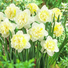 Нарцисс махровый Айс Кинг 3шт. в упаковке