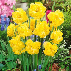 Нарцисс сплит-корона Флайер 3шт. в упаковке