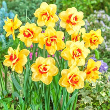 Нарцисс Инноватор 3шт. в упаковке