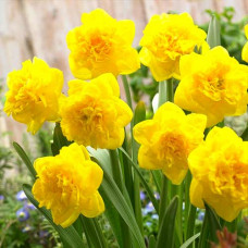 Нарцисс махровый Истертайд 3шт. в упаковке