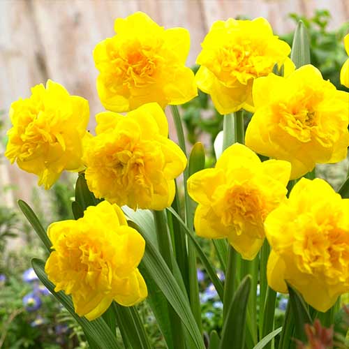 Нарцисс махровый Истертайд 3шт. в упаковке Нарцисс махровый Истертайд 3шт. в упаковке