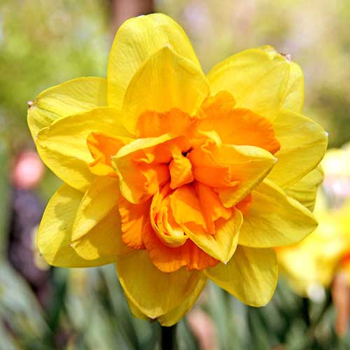 Нарцисс махровый Монца 3шт. в упаковке Нарцисс махровый Монца 3шт. в упаковке