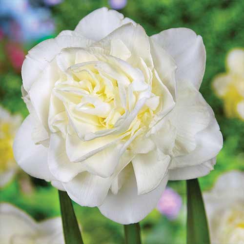 Нарцисс махровый Обдам 3шт. в упаковке Нарцисс махровый Обдам 3шт. в упаковке