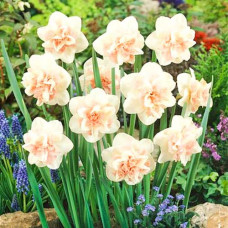 Нарцисс Рози Клауд 3шт. в упаковке