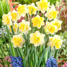 Нарцисс махровый Свит Помпонетт 3шт. в упаковке