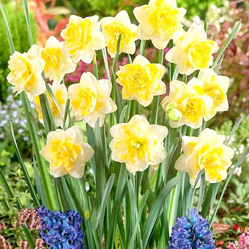 Нарцисс махровый Свит Помпонетт 3шт. в упаковке Нарцисс махровый Свит Помпонетт 3шт. в упаковке