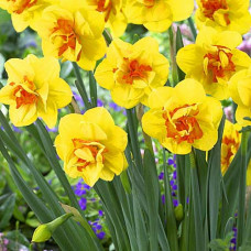 Нарцисс махровый Тамар Файер 3шт. в упаковке