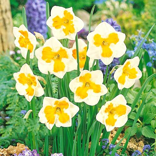 Нарцисс сплит-корона Триколлет 3шт. в упаковке Нарцисс сплит-корона Триколлет 3шт. в упаковке