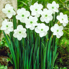 Нарцисс мелкокорончатый Грин Айд Леди 3шт. в упаковке
