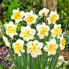 Нарцисс мелкокорончатый Сорбет 3шт. в упаковке