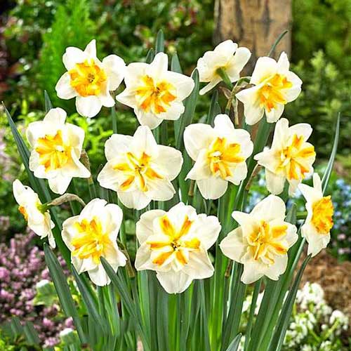 Нарцисс мелкокорончатый Сорбет 3шт. в упаковке Нарцисс мелкокорончатый Сорбет 3шт. в упаковке