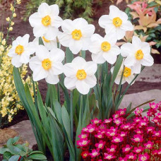 Нарцисс мелкокорончатый Вергер 3шт. в упаковке