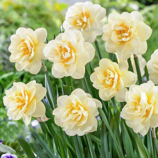Нарцисс махровый Мэнли 3шт. в упаковке