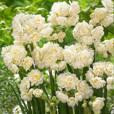 Нарцисс мини Эрличир 3шт. в упаковке