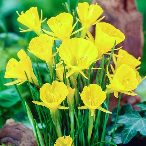 Нарцисс мини Голден Беллс 3шт. в упаковке Нарцисс мини Голден Беллс 3шт. в упаковке