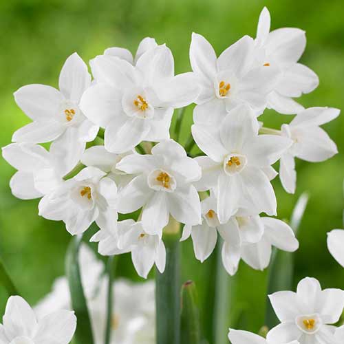 Нарцисс мини Пэпервайт Зива 3шт. в упаковке Нарцисс мини Пэпервайт Зива 3шт. в упаковке