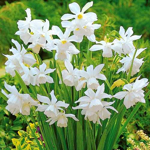 Нарцисс мини Тхалия 3шт. в упаковке Нарцисс мини Тхалия 3шт. в упаковке