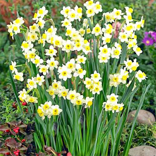 Нарцисс мини Минноу 3шт. в упаковке Нарцисс мини Минноу 3шт. в упаковке