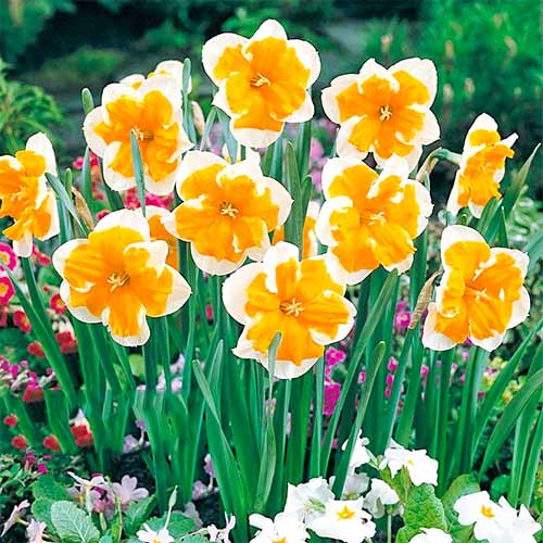 Нарцисс Оранжери 3шт. в упаковке Нарцисс Оранжери 3шт. в упаковке