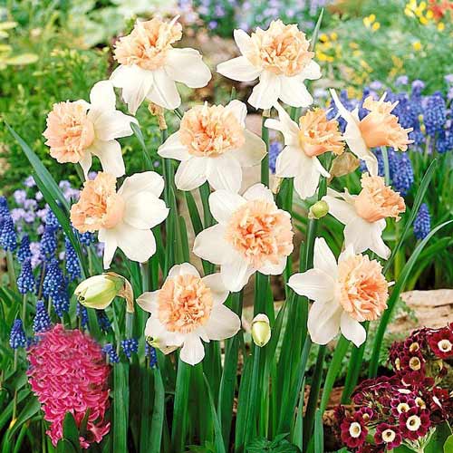 Нарцисс махровый Петит Фоу 3шт. в упаковке Нарцисс махровый Петит Фоу 3шт. в упаковке