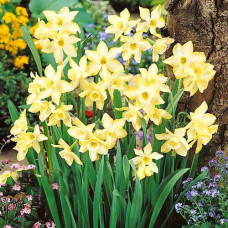 Нарцисс мини Пипит 3шт. в упаковке