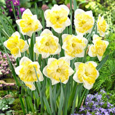 Нарцисс сплит-корона Принтал 3шт. в упаковке