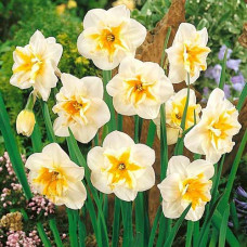 Нарцисс сплит-корона Дельта 3шт. в упаковке
