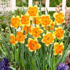 Нарцисс сплит-корона Мондрагон 3шт. в упаковке