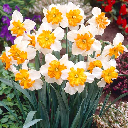 Нарцисс сплит-корона Паризьен 3шт. в упаковке Нарцисс сплит-корона Паризьен 3шт. в упаковке