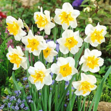 Нарцисс сплит-корона Сансет Серенад 3шт. в упаковке