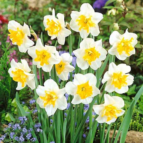 Нарцисс сплит-корона Сансет Серенад 3шт. в упаковке Нарцисс сплит-корона Сансет Серенад 3шт. в упаковке