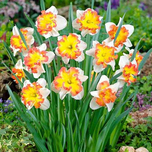 Нарцисс сплит-корона Таурус 3шт. в упаковке Нарцисс сплит-корона Таурус 3шт. в упаковке