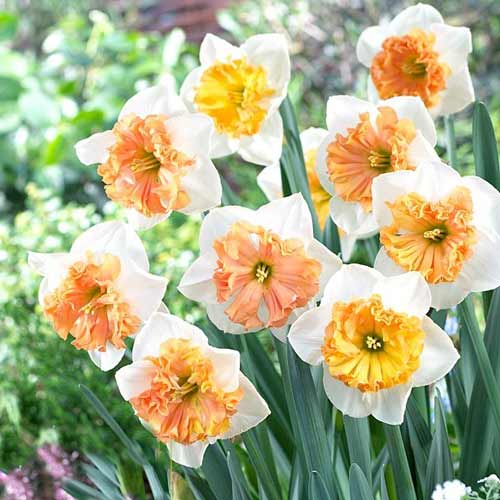 Нарцисс сплит-корона Тиритомба 3шт. в упаковке Нарцисс сплит-корона Тиритомба 3шт. в упаковке