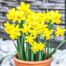 Нарцисс мини Тет-а-Тет 3шт. в упаковке