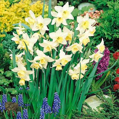 Нарцисс мини Тресамбл 3шт. в упаковке Нарцисс мини Тресамбл 3шт. в упаковке