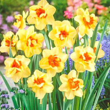 Нарцисс махровый Дабл Фэшн 3шт. в упаковке