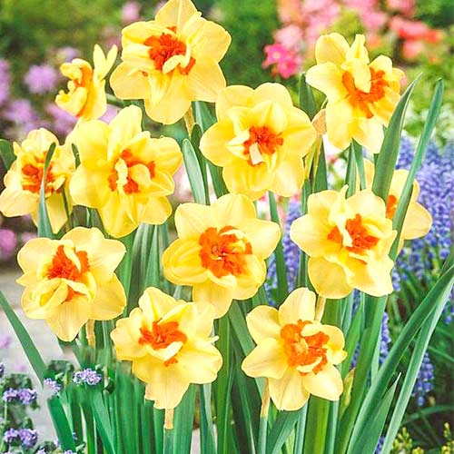 Нарцисс махровый Дабл Фэшн 3шт. в упаковке Нарцисс махровый Дабл Фэшн 3шт. в упаковке