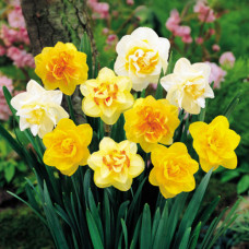 Нарциссы махровые, микс 3шт. в упаковке